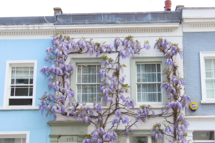 A house framed in wisteria