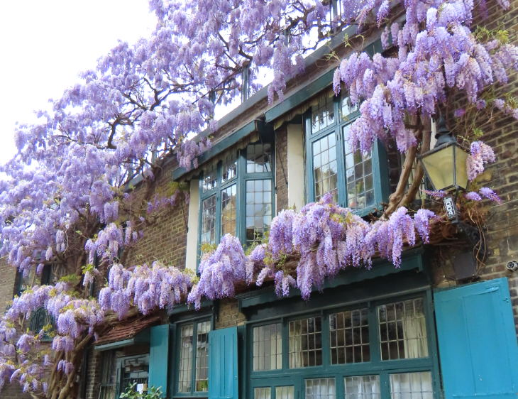 Wisteria walking route in London mapped: a brick house with green window frames and shutters, covered in wisteria