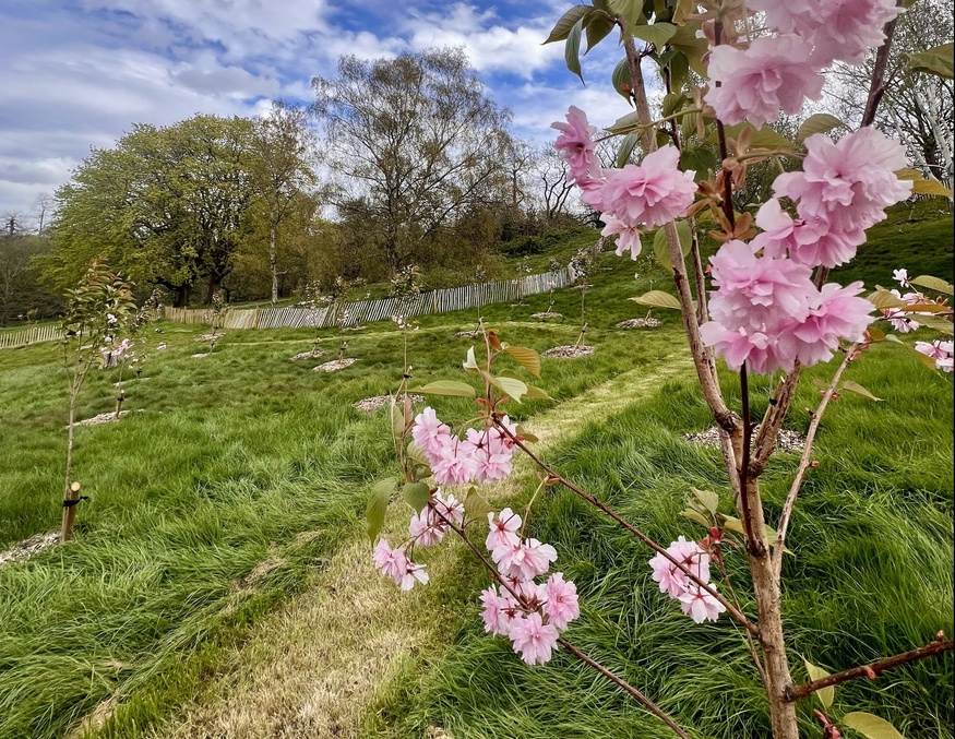Greenwich Park Just Got A Pink 'Valley Of Blossom' - Thanks To 130 New Cherry Trees
