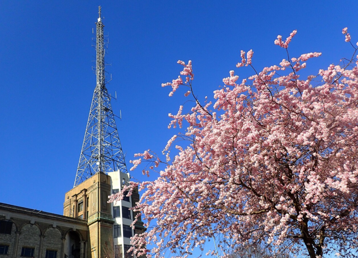 David Attenborough's London: A tall, lattice-style radio tower rises from a historic brick building into a clear blue sky, framed by a blooming cherry blossom tree with vibrant pink flowers in the foreground.