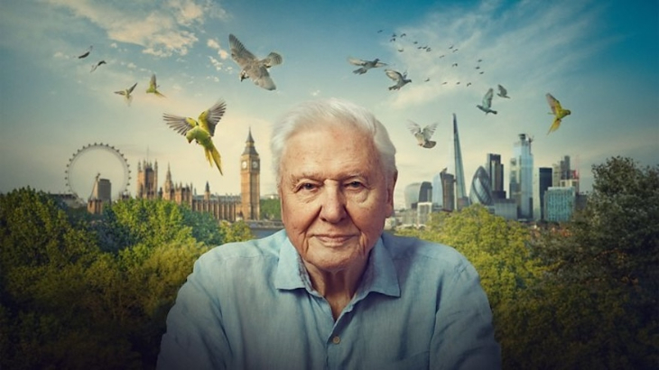 David Attenborough's London: a promo picture of Attenborough with the London skyline behind him and parakeets flying around in the sky