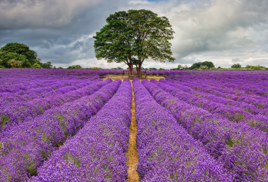 Lavender Fields Near London: 6 Pretty Purple Days Out This Summer