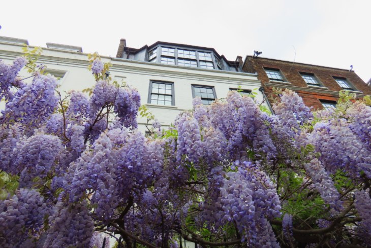 Wisteria walking route in London mapped: bunches of wisteria hanging over the railings of a house on Cheyne Walk