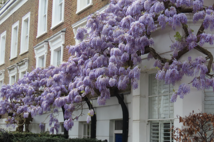 Wisteria walking route in London mapped: a wisteria bush stretching across the front of a few terraced houses in a row