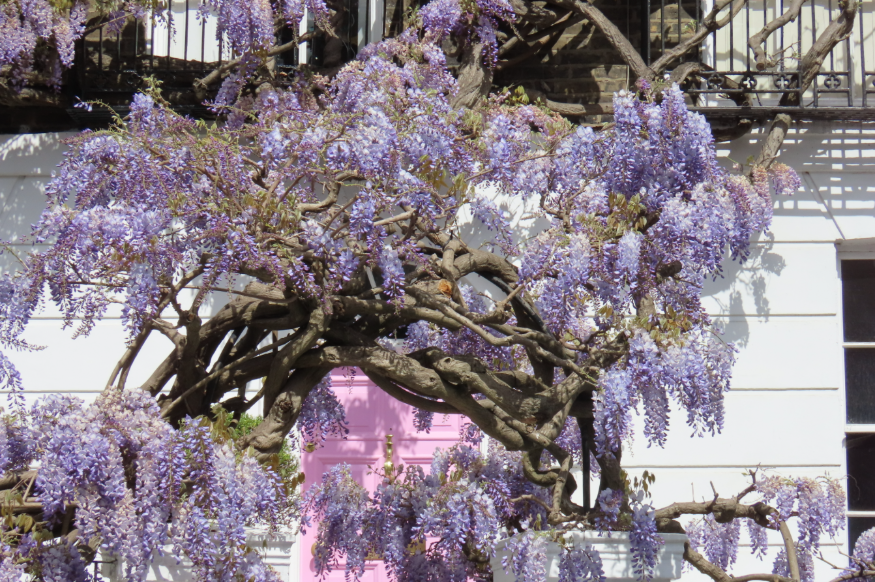 Wisteria walking route in London mapped: a pink front door of a white house framed with lilac wisteria