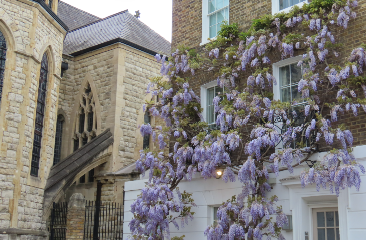 Wisteria walking route in London mapped: wisteria framing the upstairs windows of an end of terrace house, next to a church