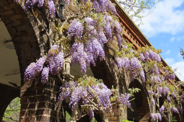 Wisteria walking route in London mapped: wisteria adorning a series of brick arches in a park