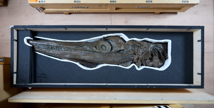Top things to do in London in May 2026: the skull of a dinosaur