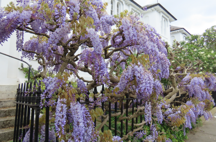 A Pretty Purple Walking Route Through London's Best Wisteria