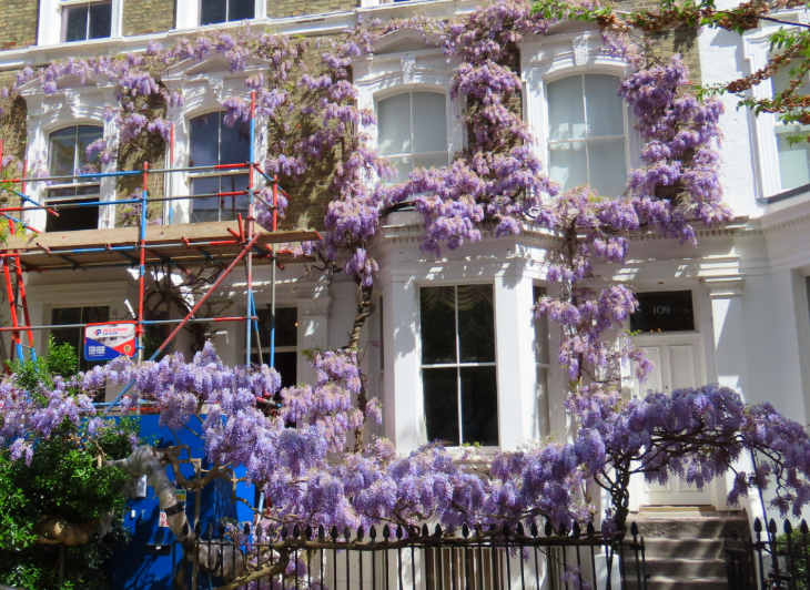 Wisteria walking route in London mapped: two terraced houses next door to each other, each with wisteria framing their front doors and windows. The house on the left has scaffolding erected