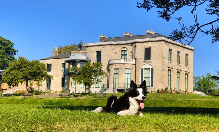 Top things to do in London in May 2026: a border collie dog lying on grass in front of a mansion house