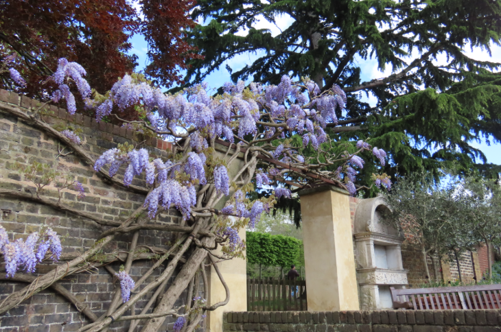 Wisteria walking route in London mapped: wisteria trailing over a brick arch in a park
