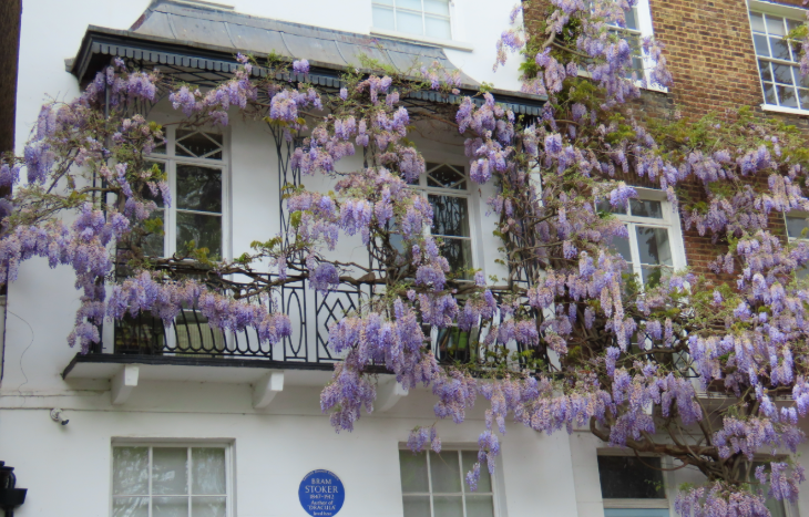 Wisteria walking route in London mapped: an ornate balcony on the first floor of a house covered in wisteria, with a blue plaque dedicated to Bram Stoker directly beneath