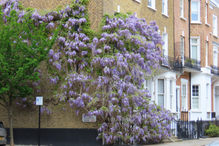 Wisteria walking route in London mapped: a brick house on the corner of two streets with a large wisteria bush covering a large part of the wall