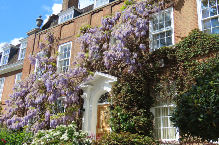 Wisteria walking route in London mapped: a brick terraced house largely covered in wisteria