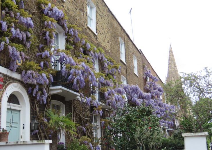Wisteria walking route in London mapped: wisteria creeping across several brick terraced houses in a row