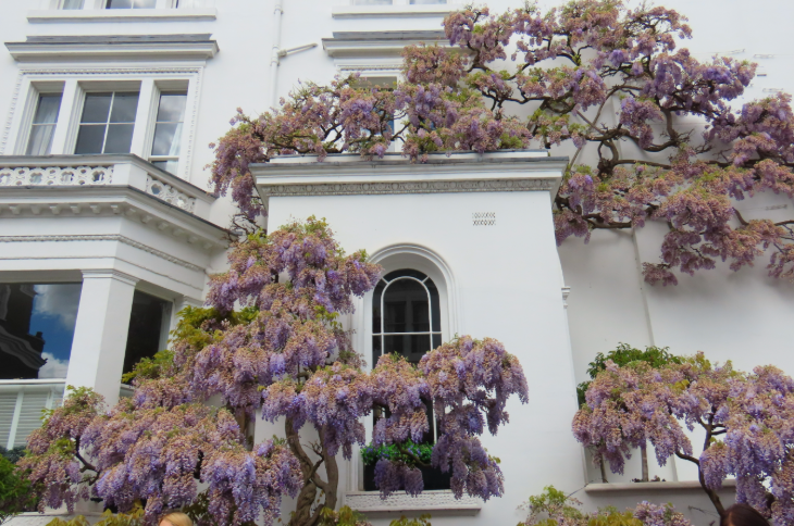 Wisteria walking route in London mapped: a white houses with a few branches of wisteria reaching across the walls, and another wisteria plant standing in the garden