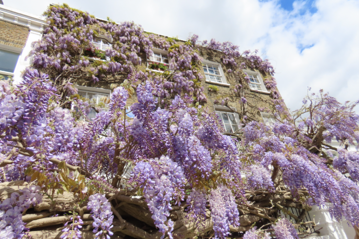 Wisteria walking route in London mapped: a yellow brick house covered in wisteria, with more wisteria overhanging the pavement