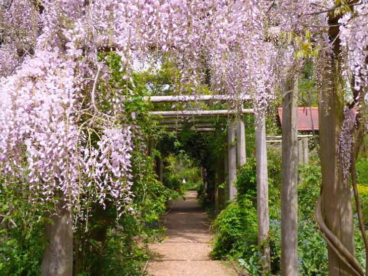 Best places to see wisteria in London: pink tendrils over a wooden archway