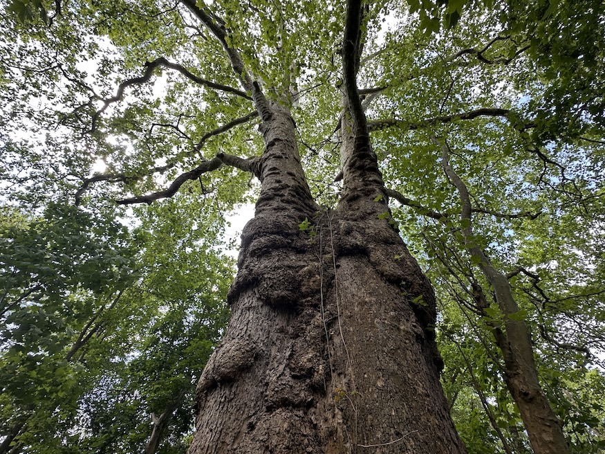 Meet Barney, London's Oldest And Largest Plane Tree