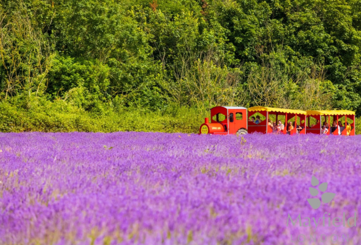 A road train in a lavender field