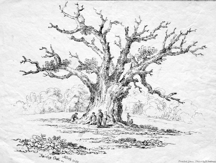 An etching of a tree