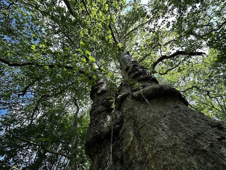 the plane tree in barnes, london's oldest plane tree
