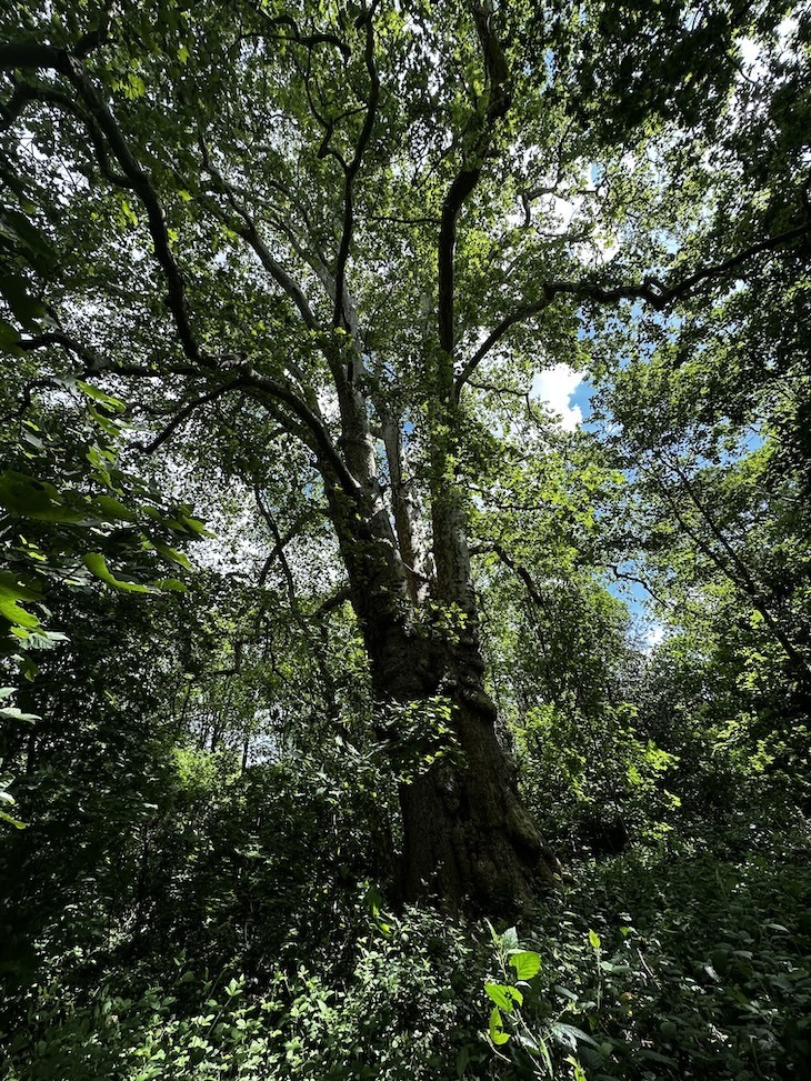 Barney the plane tree of barn elms