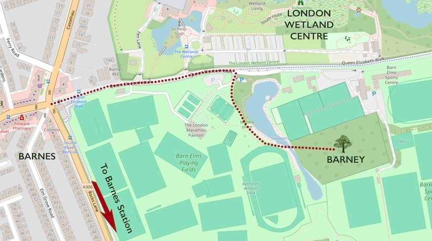 A map to Barney the Barn Elms plane tree