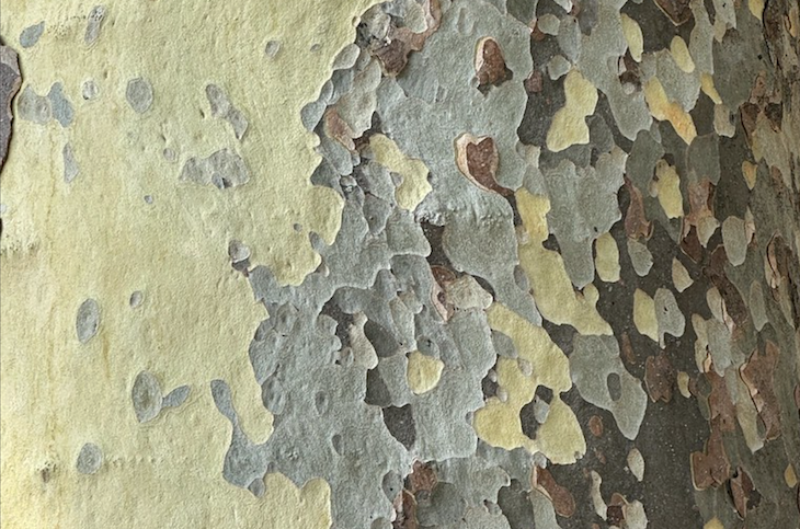 Plane tree bark