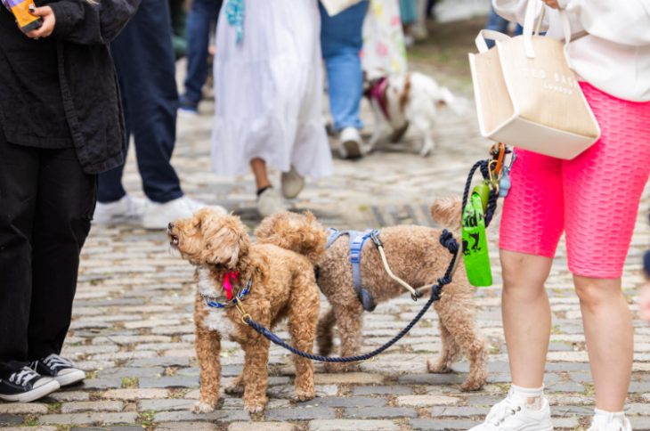 What's on in London in June 2026: two dogs on leads standing on cobbles