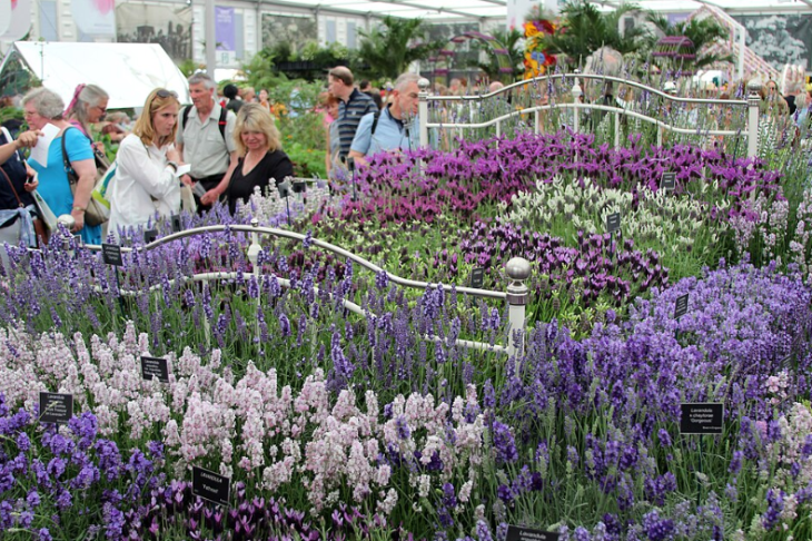 Top events in London today: A crowd of people at a flower show admire a large garden display of various lavender species in shades of purple, pink, and white, arranged around a white metal bed frame.
