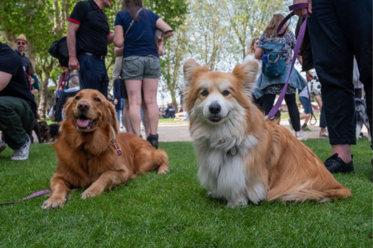 Top events in London today: a golden retriever and a corgi