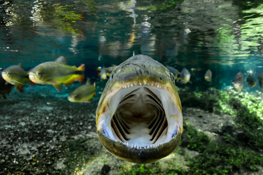 Things to do in London today: a photograph of a large fish with its mouth open in a river
