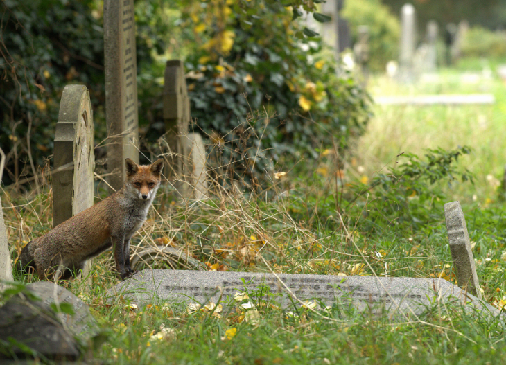 Beatrix Potter's London: The Birthplace And Favourite Haunts Of Peter Rabbit's Creator