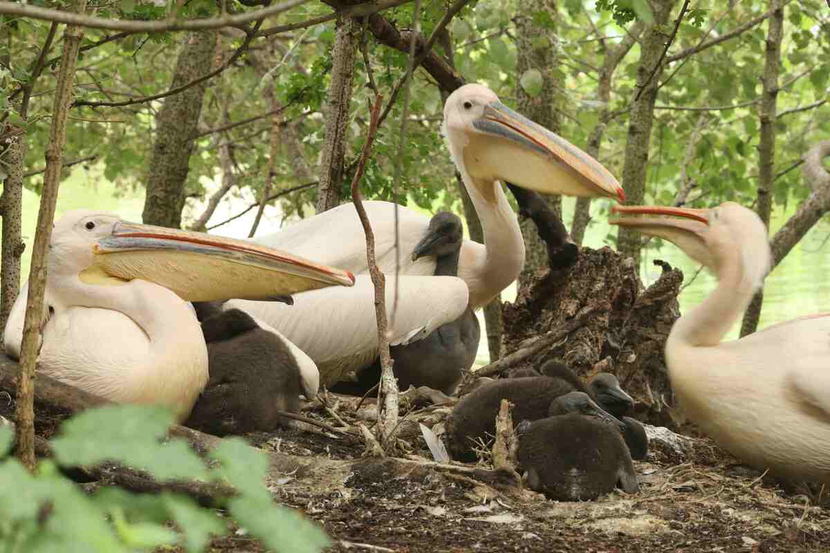More Beaks To Feed! Pelican Chicks Born At St James's Park For The First Time