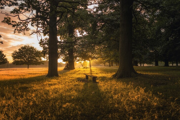 A wooden bench sits in a grassy field at sunrise, framed by large oak trees with golden light filtering through the branches.
