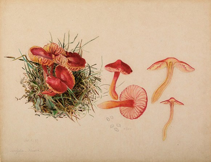 Beatrix Potter's London: a botanical illustration of a species of fungi