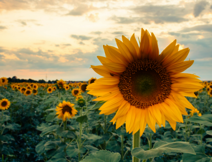 Sunflower fields and farms near London in summer 2026:  A close-up of a vibrant yellow sunflower in full bloom, centered in the foreground of a vast field of sunflowers under a cloudy sunset sky.