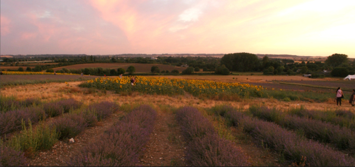 Sunflower fields and farms near London in summer 2026:  Rows of purple lavender and a patch of bright yellow sunflowers in a field at sunset, with a soft pink and orange sky above a distant landscape.