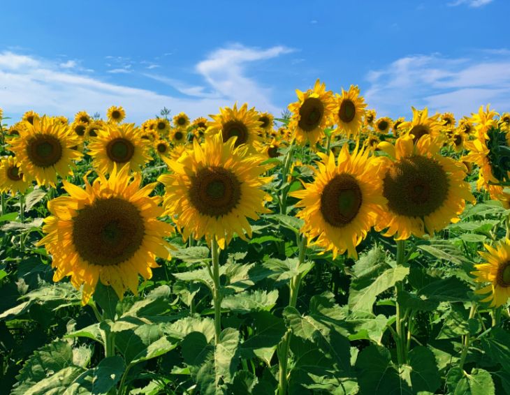 Sunflower fields and farms near London in summer 2026:  A field of bright yellow sunflowers in full bloom under a clear blue sky with wispy white clouds.