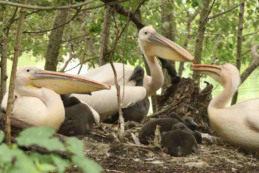 Pelicans with their chicks