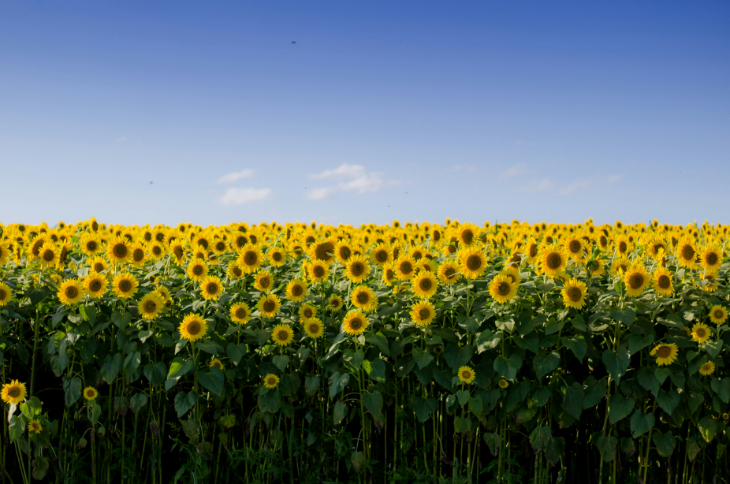 Sunflower fields and farms near London in summer 2026:  A vast field of bright yellow sunflowers in full bloom under a clear blue sky with a few wispy clouds.