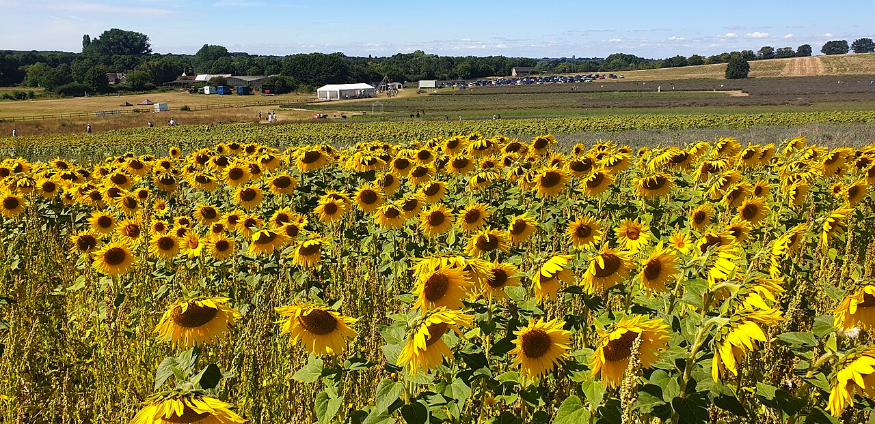 Sunflower fields and farms near London in summer 2026: wide field of bright yellow sunflowers in the foreground, with a large white tent, farm buildings, and a parking area in the distance under a clear blue sky.