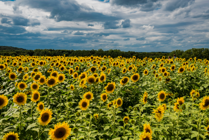 Sunflower fields and farms near London in summer 2026:  A vast field of blooming sunflowers under a dramatic, cloudy blue sky, with a line of green trees in the distance.