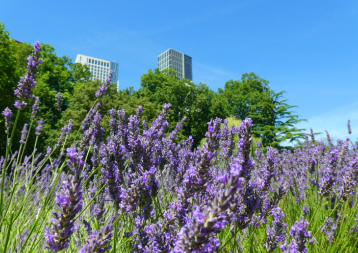 Vauxhall lavender: a lavender bush in front of trees in Vauxhall Park, with nearby high-rise buildings in the background