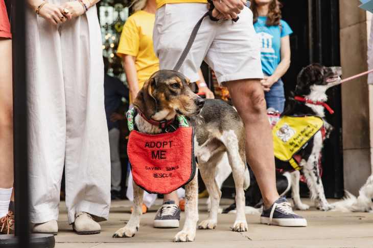 A dog on a lead wearing a red bib saying "Adopt me"