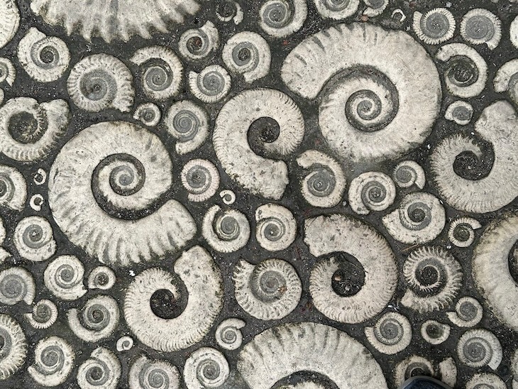 Amonite pavement made of coade stone