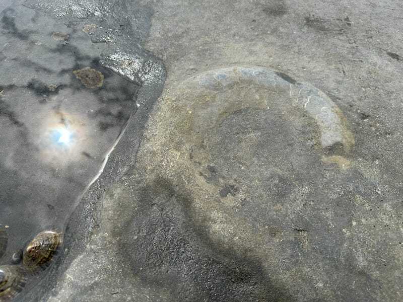 An amonite in Lyme Regis.