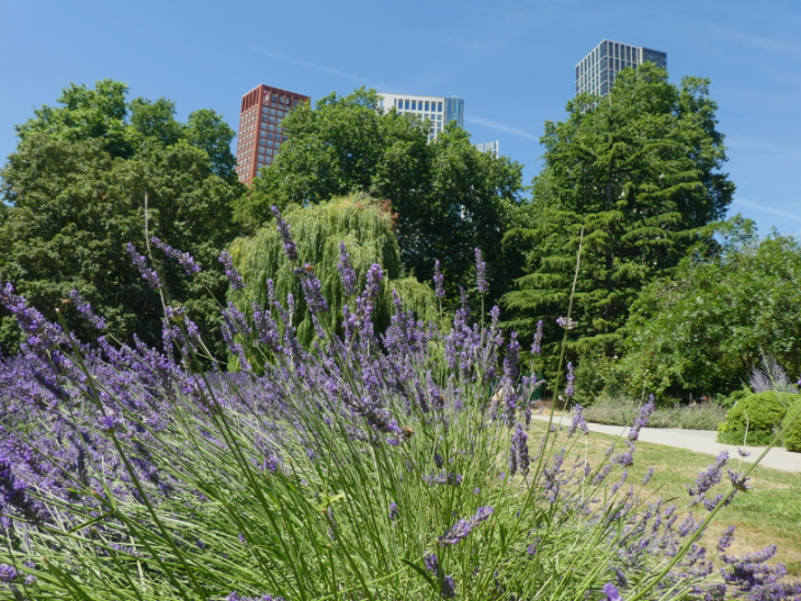 Lavender growing in front of the trees and skyscrapers of Vauxhall